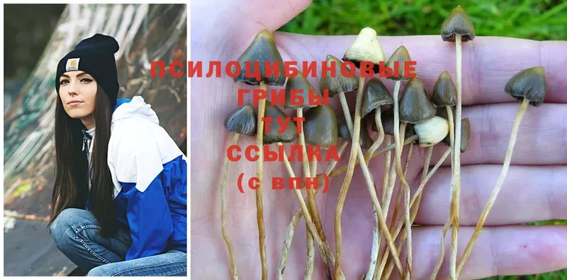 наркотики  Алупка  Псилоцибиновые грибы Psilocybe 